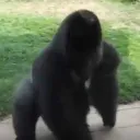 Spinnning Gorilla Official Fan Server