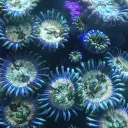 Reeftank