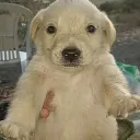 PerrosGG