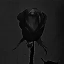 ✰ 𝐓𝐡𝐞 𝐁𝐥𝐚𝐜𝐤 𝐑𝐨𝐬𝐞 𝐌𝐚𝐧𝐨𝐫 ✰