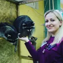 Кошки  Мышки