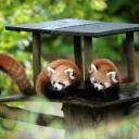 Joh's Tree House