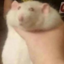 Quagsire