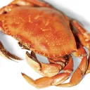 crab rights