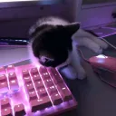 gamer kitties :3
