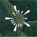 Regen Network icon