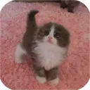 しふぉん鯖