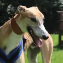 Greyhound Gang!🐕 🐕