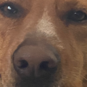 dead dog server
