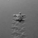 Turtle Investor