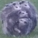 Possum Orb [Porb]