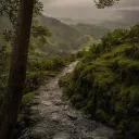 The Wilderness