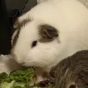 Guinea pig cult 🐹