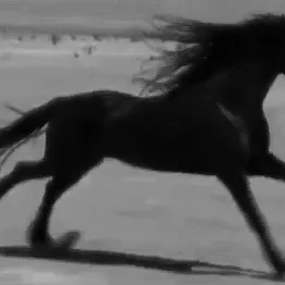♜♨ 𝐧𝕚ℝᐯ𝐀𝓷𝔞 ♔ — мониторинг Discord сервера, статистика и рейтинг