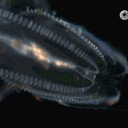 Abyss