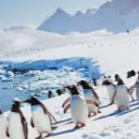 The Antarctic