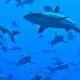 Sharks Together (2020-2026)