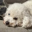 Yusaki Discord Server Icon