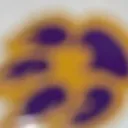 Knoxcord