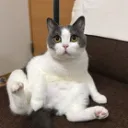 ゆるふわ作画研究会
