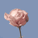 🌺・Spring's icon