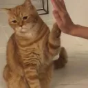 เอ๋า