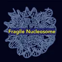 Fragile Nucleosome