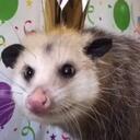 Opossum Fan Club Discord Server Icon