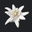 Edelweiss Hunters CZ/SK