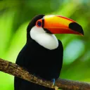 Toucan Troop