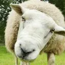 Sheep Barn HQ