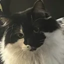 Canada but a Dictatorship's icon