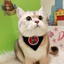 Sakura的快乐掉分之旅 Discord server icon