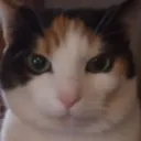 CatMC - Tworzenie serwerów Minecraft