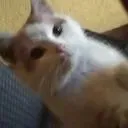 Sage_Tea Discord Server Icon