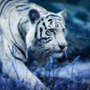 Server von WhiteTigerGaming