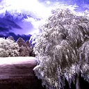 Moonlit Willow