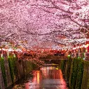 Boston Japanese English