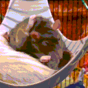 Rat Ranch