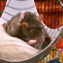 Rat Ranch