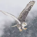 Awesome Birdies's icon