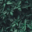 🌱seedlings: growing together