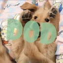 Dogs of Discord | Social • Animals • Giveaways • Emojis • Pets • Anime • Chat • Emotes • Gaming server icon