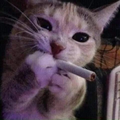 🌑𝙎𝙪𝙣𝙨𝙝𝙞𝙣𝙚🌞 — мониторинг Discord сервера, статистика и рейтинг