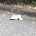 猫だと思ったら違った