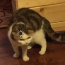 ЗЮЗя