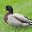 duck's icon