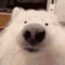 Ace!