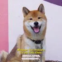 TofuChan's Hideout's icon