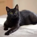 HOL
